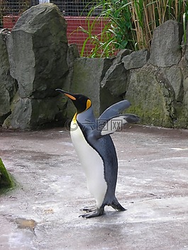 企鵝,動物園,自然