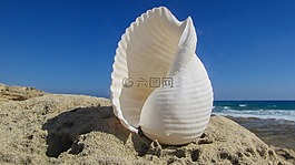 外殼,海灘,海