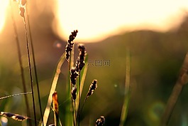 夏季,背光,黄金时段