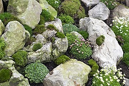 性質(zhì),植物,巖