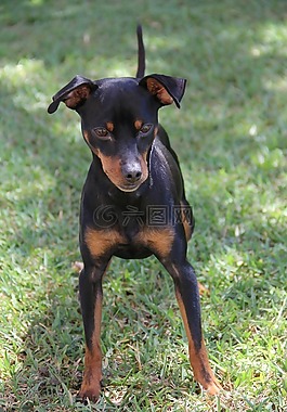 哺乳動物,犬,肖像