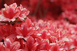 杜鹃花,鲜花,粉红色