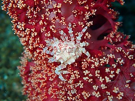 蟹,甲殼動物,礁