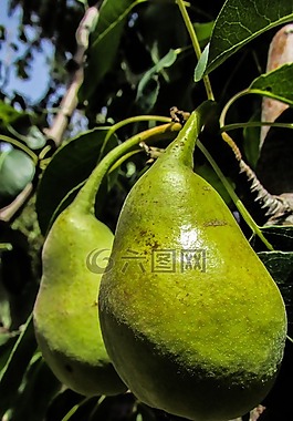 梨,水果,樹