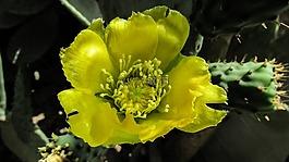 花椒梨,花,黃色