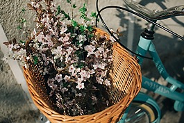 籃,自行車,花