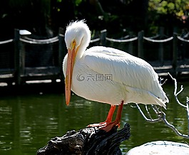 鵜,鳥,自然