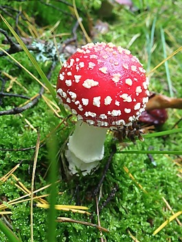 蘑菇,膏,紅色