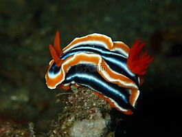 裸鰓亞目,裸體藝術的分支,nudi