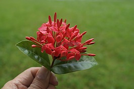 雞蛋花蕾,吹下,廟樹