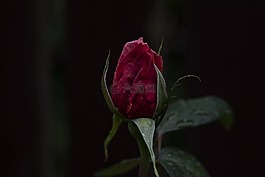 盛開,開花,特寫