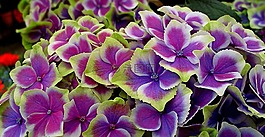 花,繡球,性質(zhì)