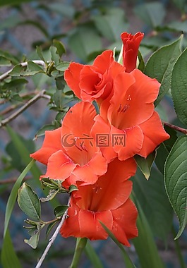 花,紅色,莉莉