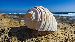 外殼,海灘,海