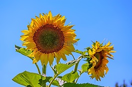 向日葵,夏季,陽光