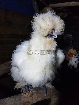 如丝,矮脚鸡,鸡