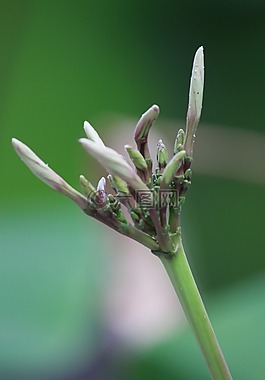特寫,花,季節(jié)