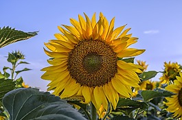 向日葵,夏季,陽光