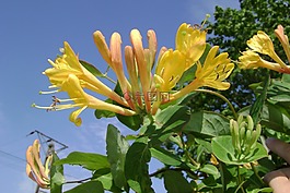 honeysuckle tellmanna,履帶板,花