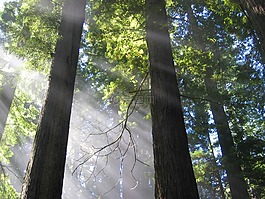 樹木,神秘,大氣
