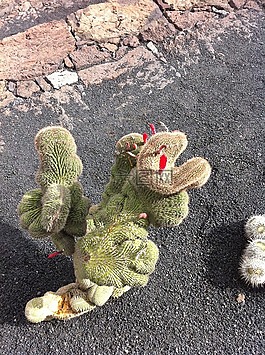 仙人掌,富埃特文圖拉,曼里克仙人掌花園