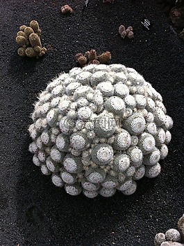仙人掌,富埃特文圖拉,曼里克仙人掌花園