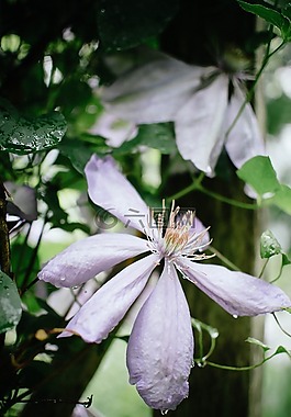 美麗,開花,光明