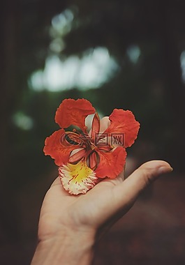 盛開(kāi),開(kāi)花,植物區(qū)系