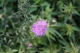 蓟,紫色,花