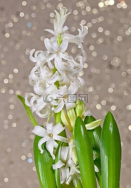 風(fēng)信子,花卉,鮮花