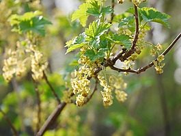 葡萄干开花,黑醋栗,开花