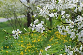 春,櫻桃,鮮花