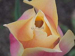 tulpenbluete,開花,盛開