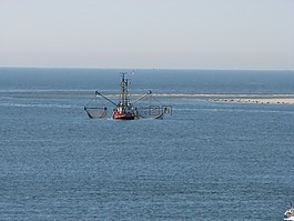 捕魚,蝦,北海