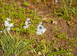 puschkinie,puschkinia,puschkinia scilloides