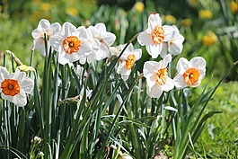 花,開花,水仙