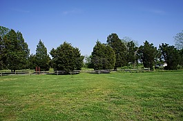 樹,公園,春
