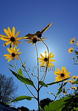 菊芋,花,夏天