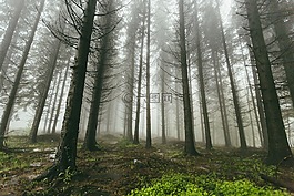 霧,森林,自然