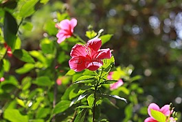 花,槿,自然
