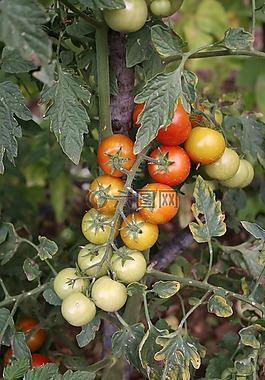 西紅柿,花園,束