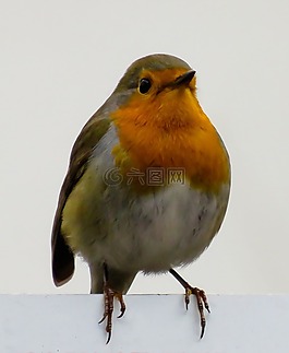 鳥(niǎo),羅賓,鳴鳥(niǎo)