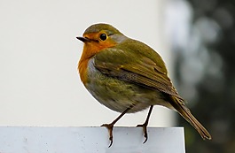 鳥,羅賓,鳴鳥