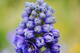花,蓝色,花的