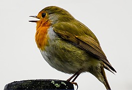 鳥(niǎo),羅賓,鳴鳥(niǎo)
