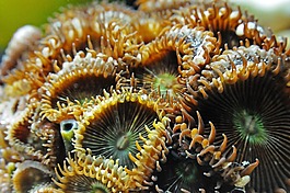 ?？?海水,水族館