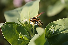 黃蜂,昆蟲,性質
