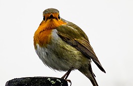 鳥,羅賓,鳴鳥