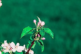 花,蘋果,綠色