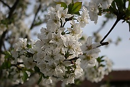 櫻桃,開花,果樹